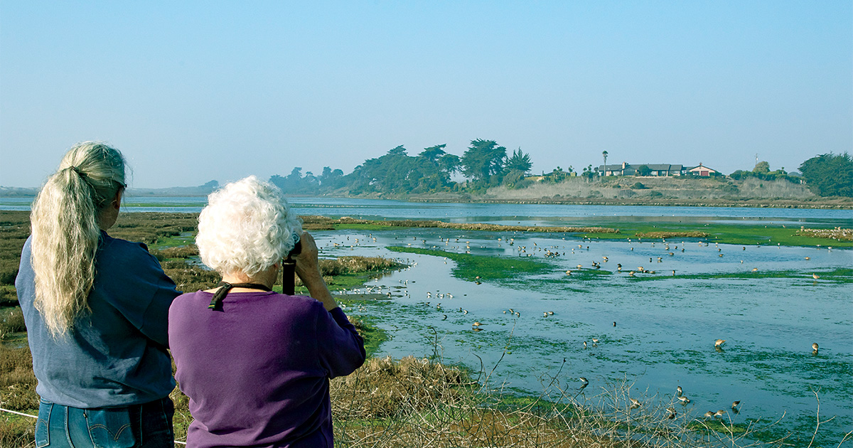 A Place for Urban Wetlands
